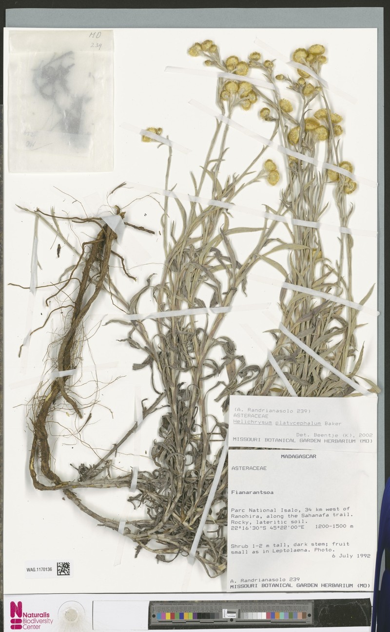 Helichrysum platycephalum photo 5