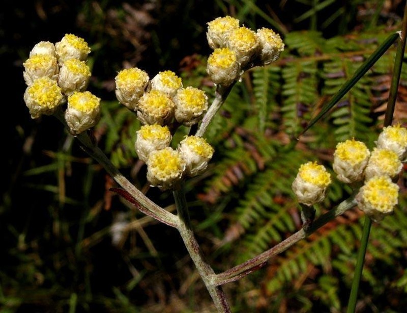 Helichrysum platypterum