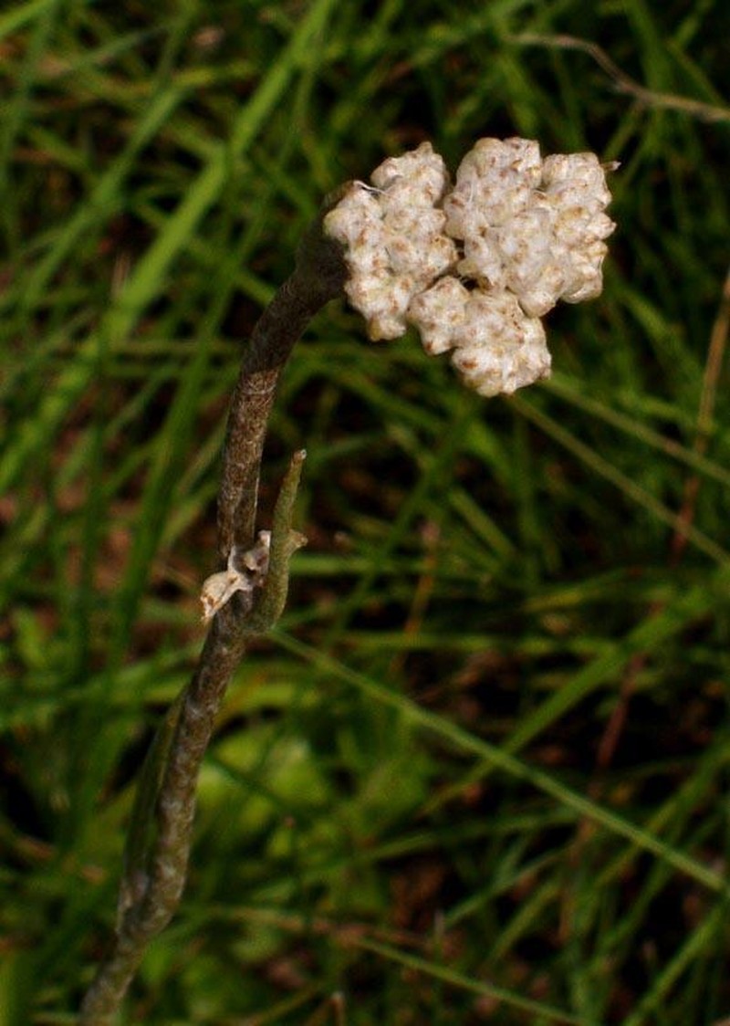 Helichrysum platypterum photo 2