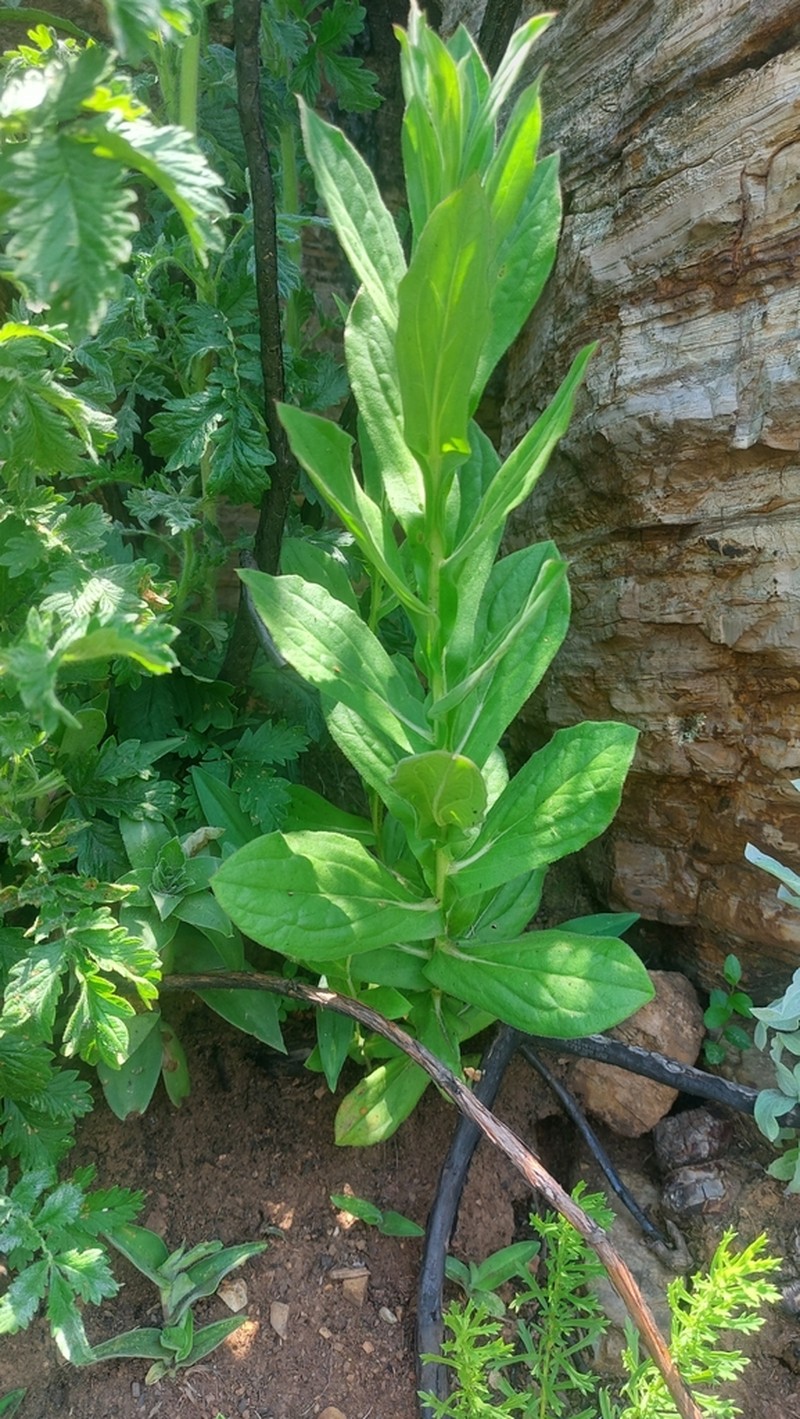 Helichrysum platypterum photo 3