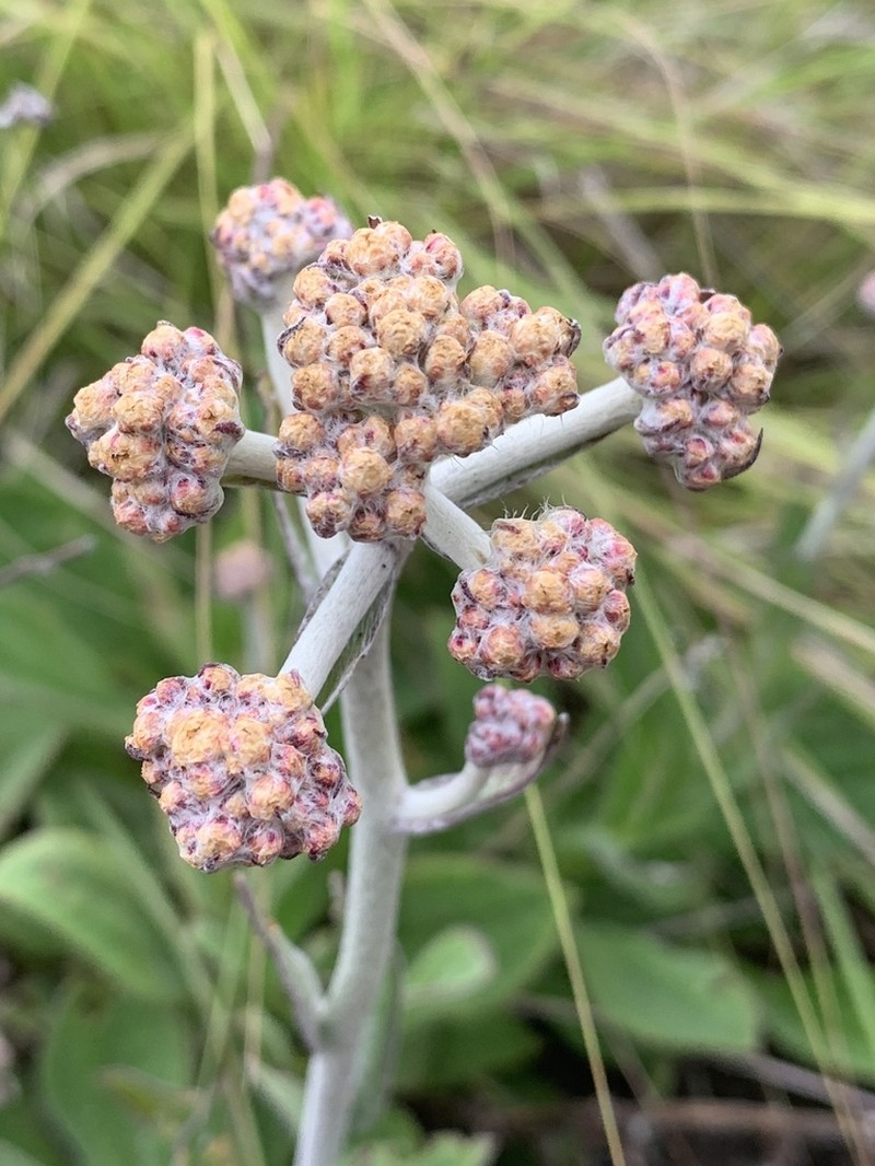 Helichrysum platypterum photo 4
