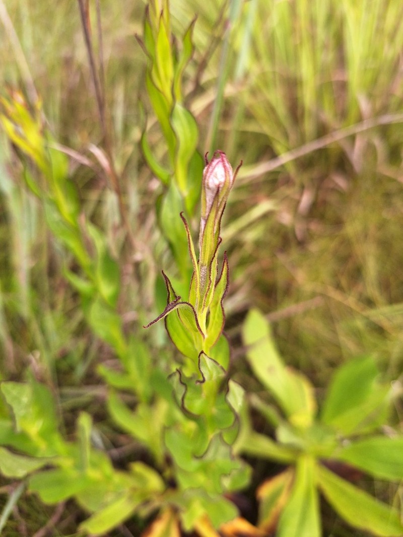Helichrysum platypterum photo 5