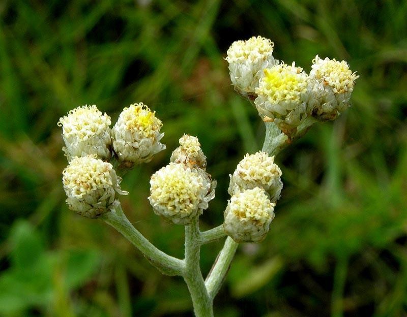 Helichrysum platypterum photo 6