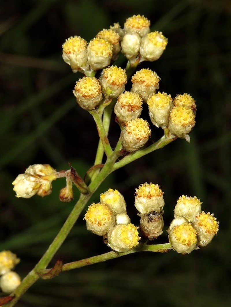 Helichrysum platypterum photo 7