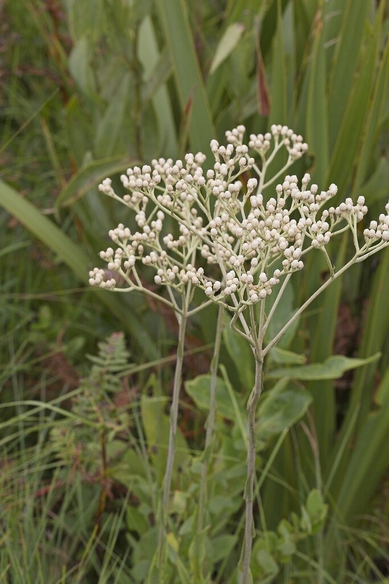 Helichrysum platypterum photo 8