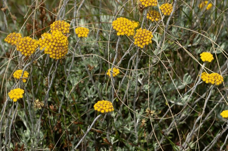 Helichrysum plebeium photo 2