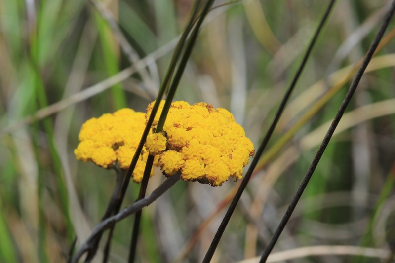 Helichrysum plebeium photo 4