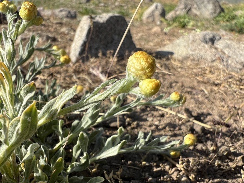 Helichrysum plicatum photo 2