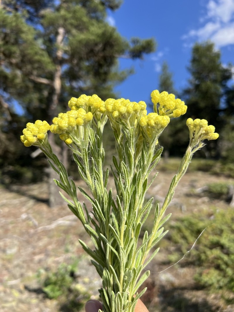 Helichrysum plicatum photo 3