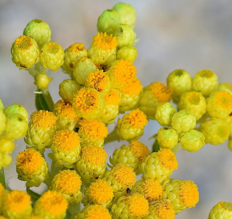 Helichrysum plicatum photo 4