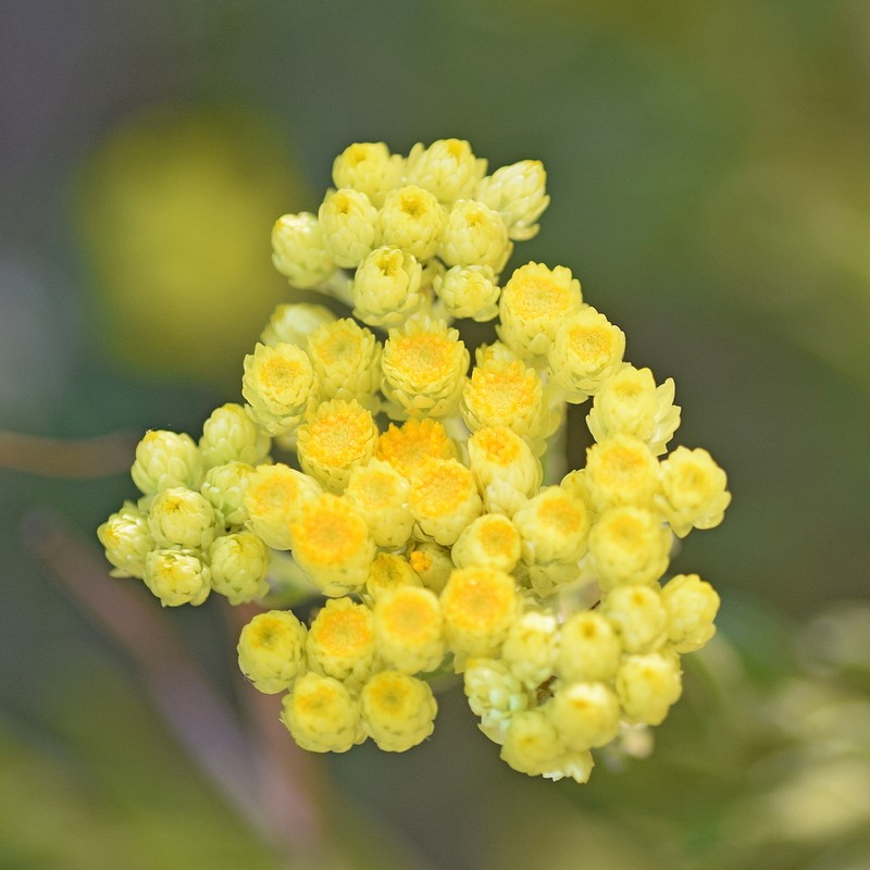 Helichrysum plicatum photo 5