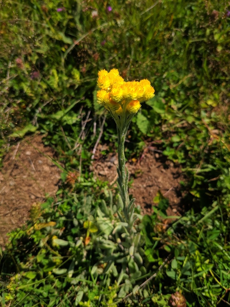 Helichrysum plicatum photo 6