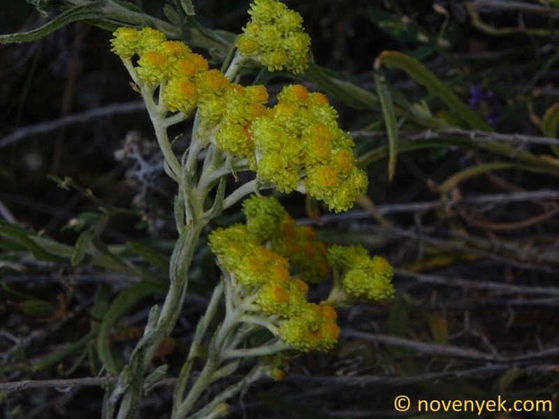 Helichrysum plicatum photo 8