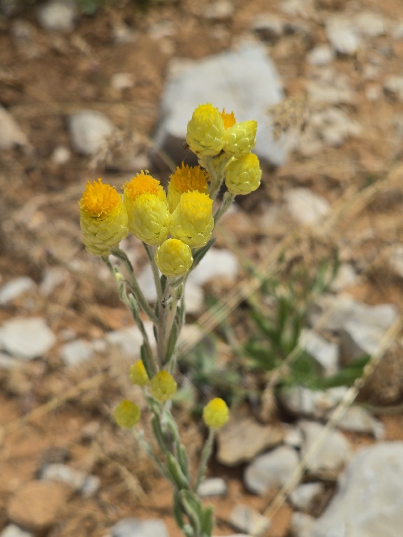 Helichrysum plicatum subsp. plicatum