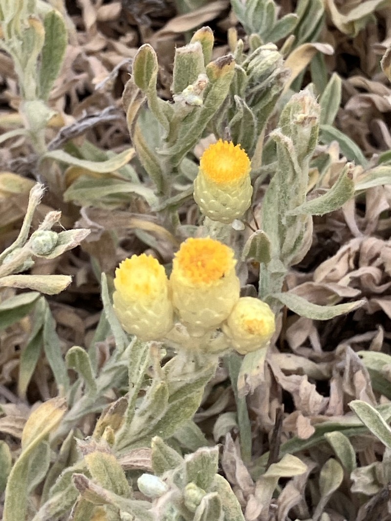 Helichrysum plicatum subsp. plicatum photo 2