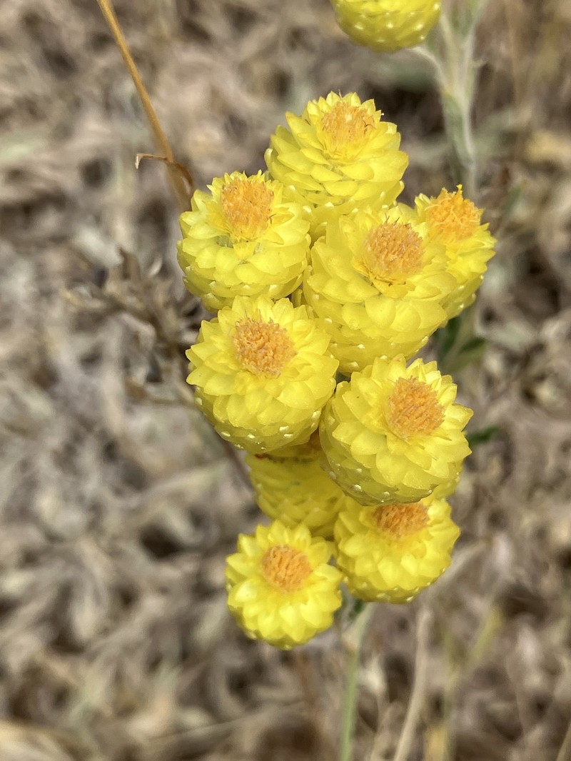 Helichrysum plicatum subsp. plicatum photo 3