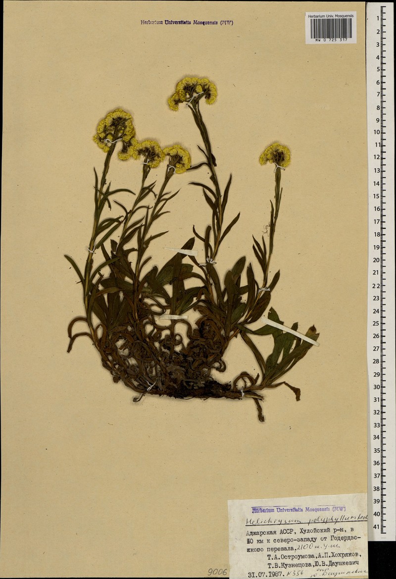 Helichrysum plicatum subsp. polyphyllum