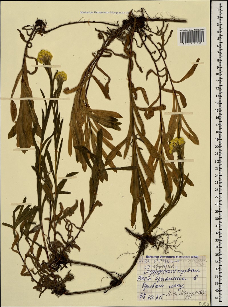 Helichrysum plicatum subsp. polyphyllum photo 2