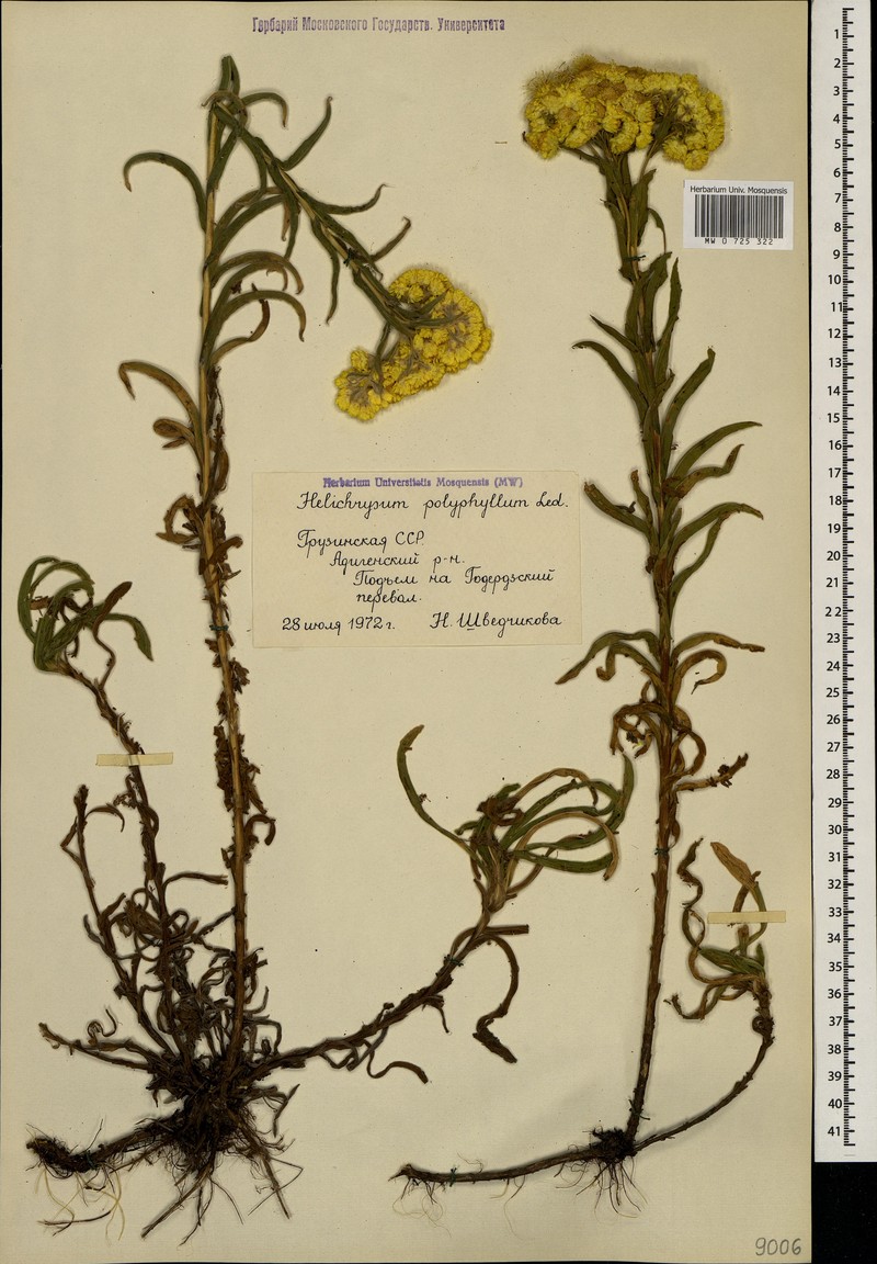 Helichrysum plicatum subsp. polyphyllum photo 3