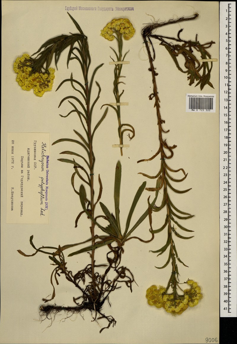 Helichrysum plicatum subsp. polyphyllum photo 4