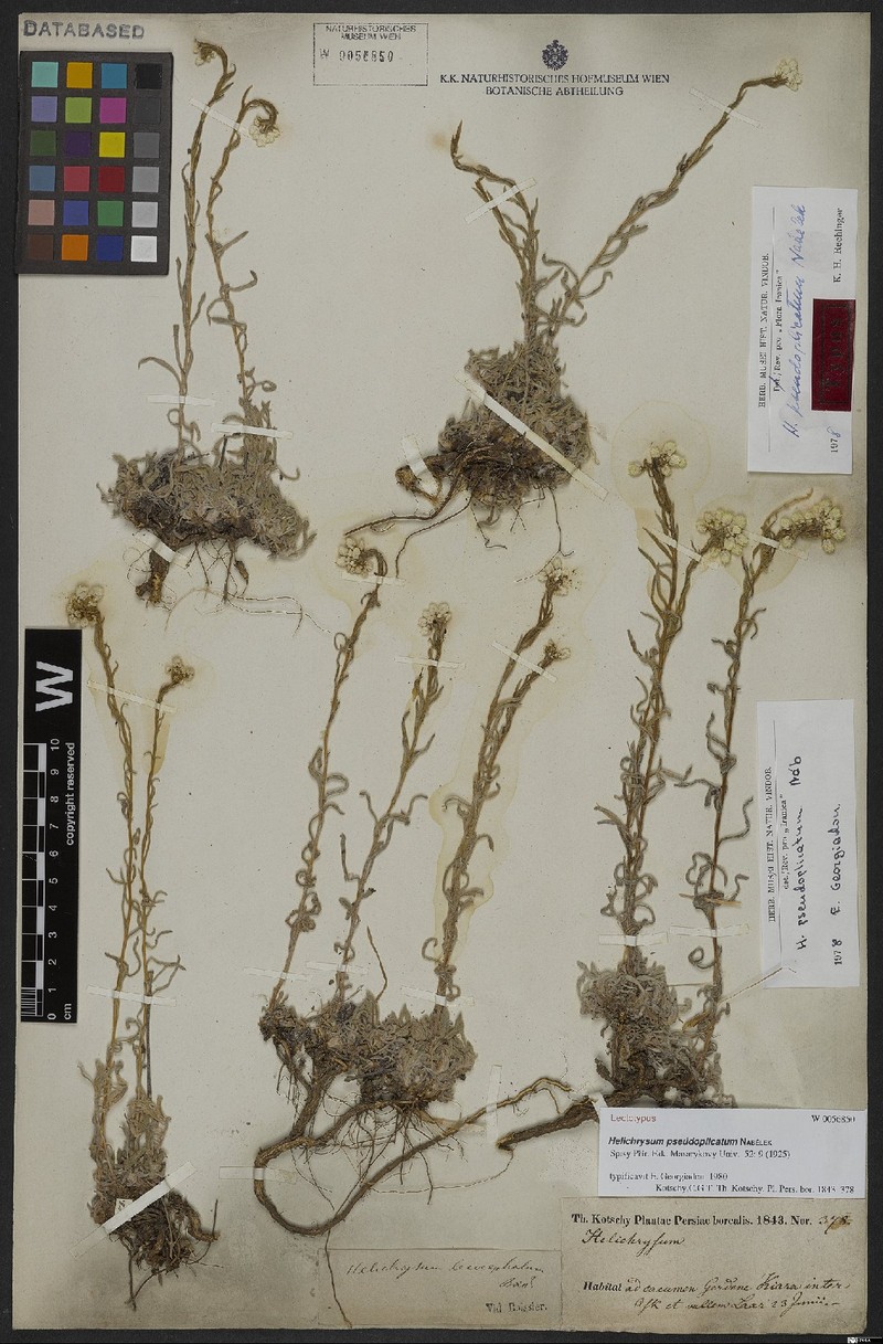 Helichrysum plicatum subsp. pseudoplicatum