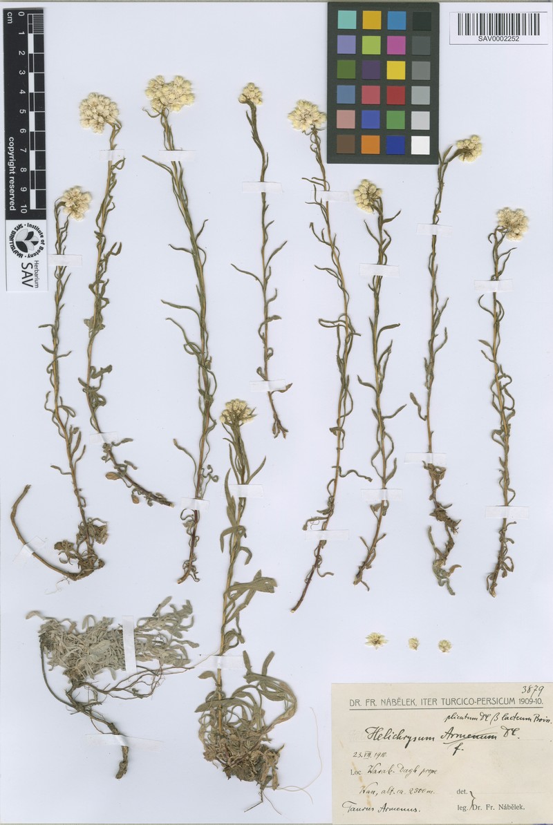 Helichrysum plicatum subsp. pseudoplicatum photo 2