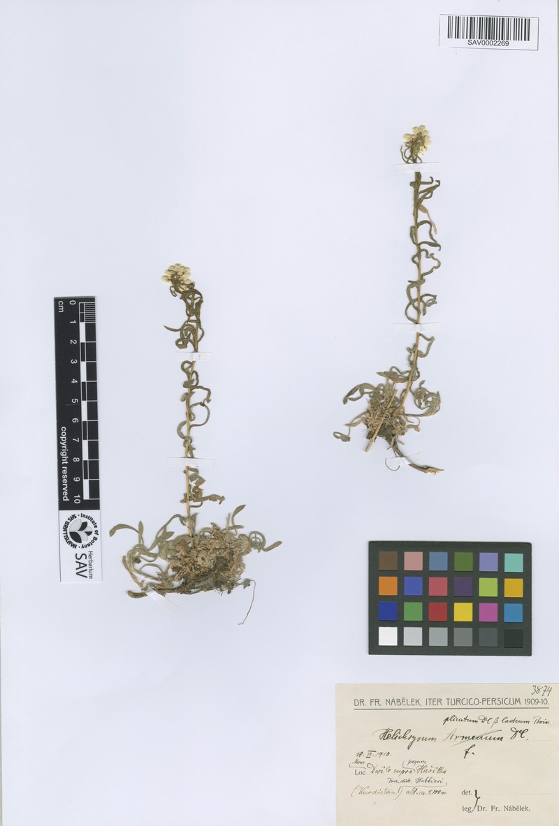 Helichrysum plicatum subsp. pseudoplicatum photo 3