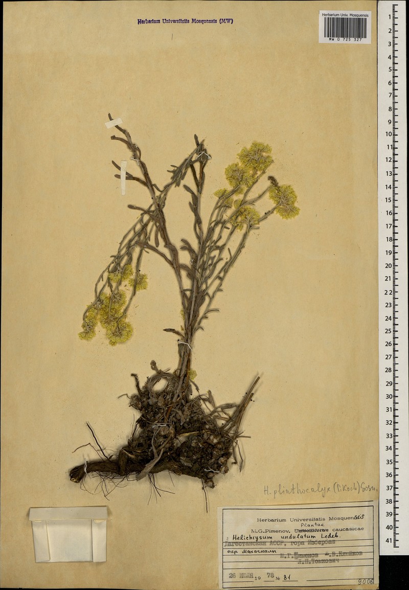 Helichrysum plinthocalyx