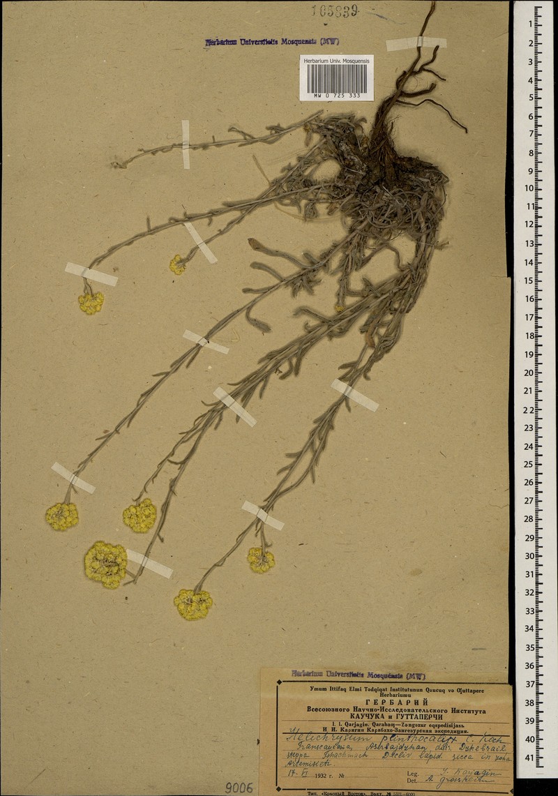 Helichrysum plinthocalyx photo 4