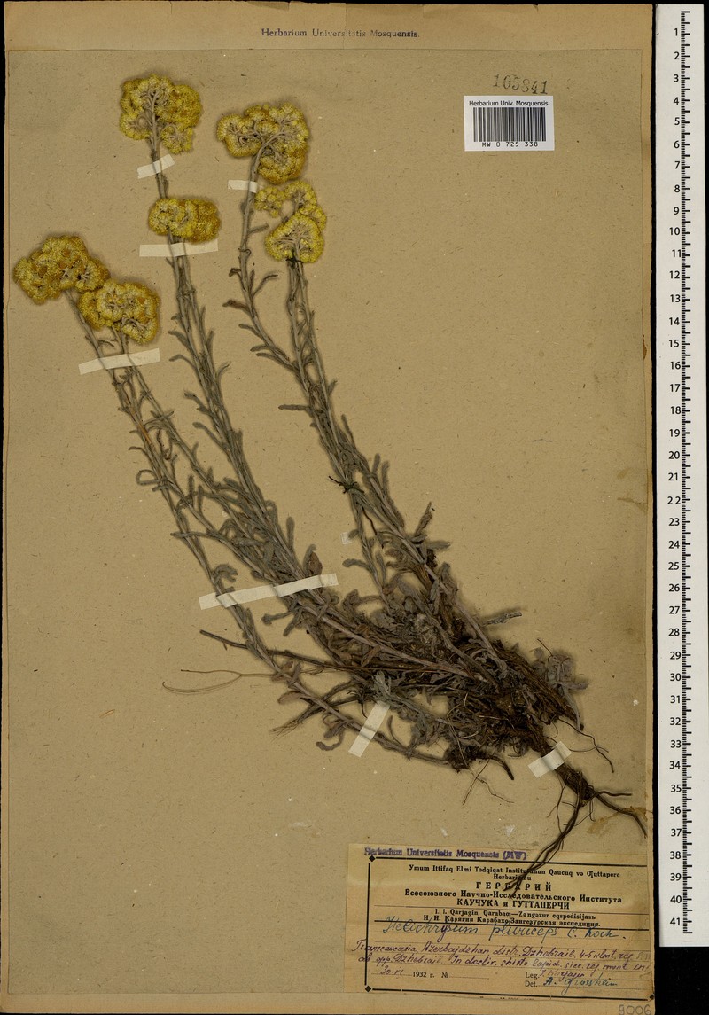 Helichrysum pluriceps