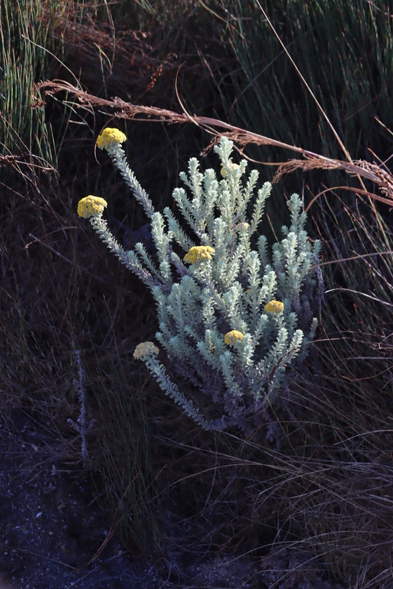 Helichrysum polioides