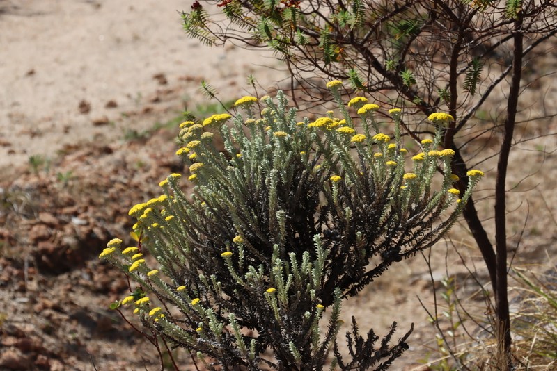 Helichrysum polioides photo 2