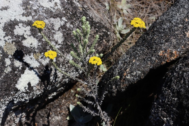 Helichrysum polioides photo 4