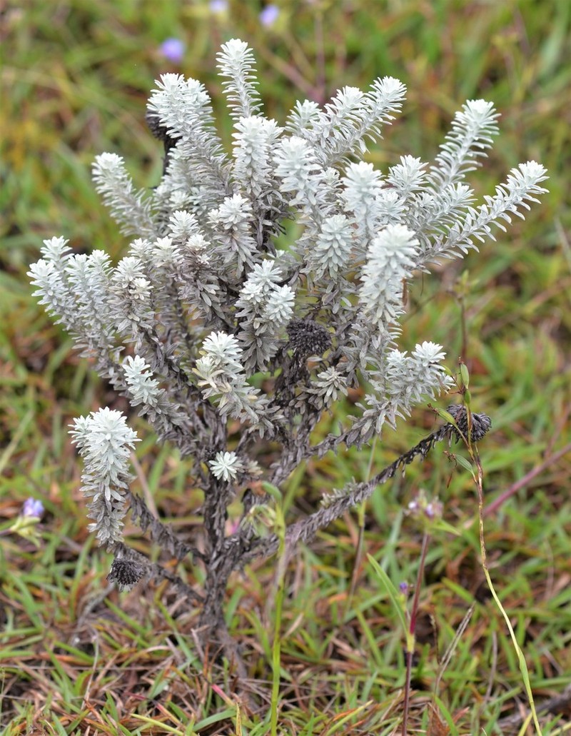 Helichrysum polioides photo 5