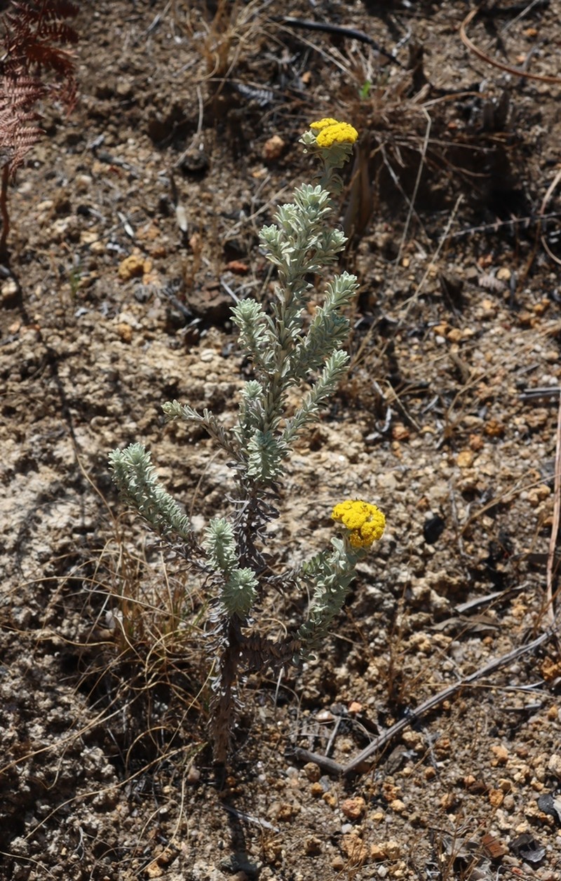 Helichrysum polioides photo 6