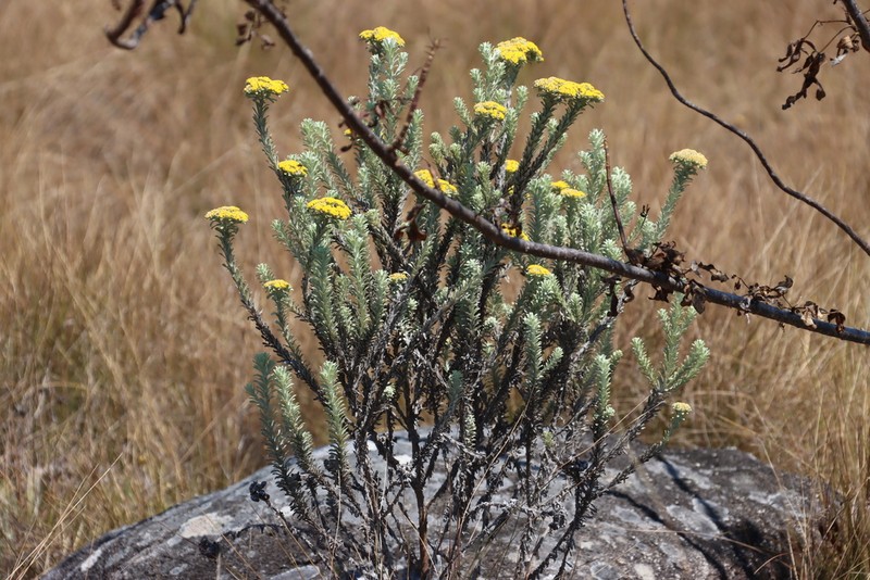 Helichrysum polioides photo 7