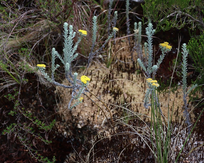 Helichrysum polioides photo 8