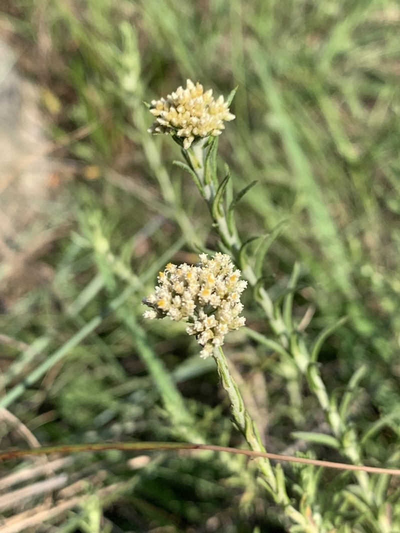 Helichrysum polycladum