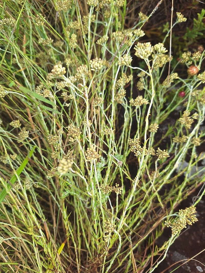 Helichrysum polycladum photo 2