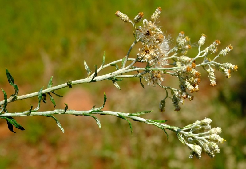 Helichrysum polycladum photo 3