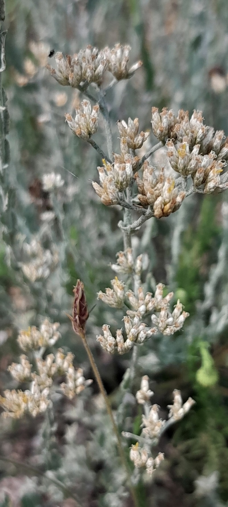 Helichrysum polycladum photo 4