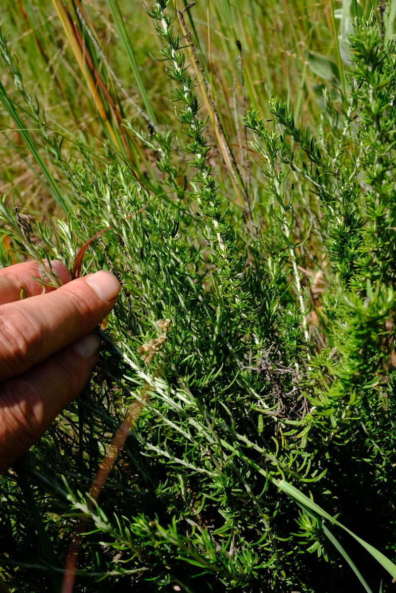 Helichrysum polycladum photo 5