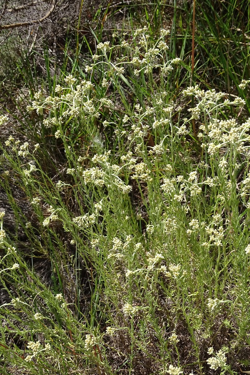 Helichrysum polycladum photo 6