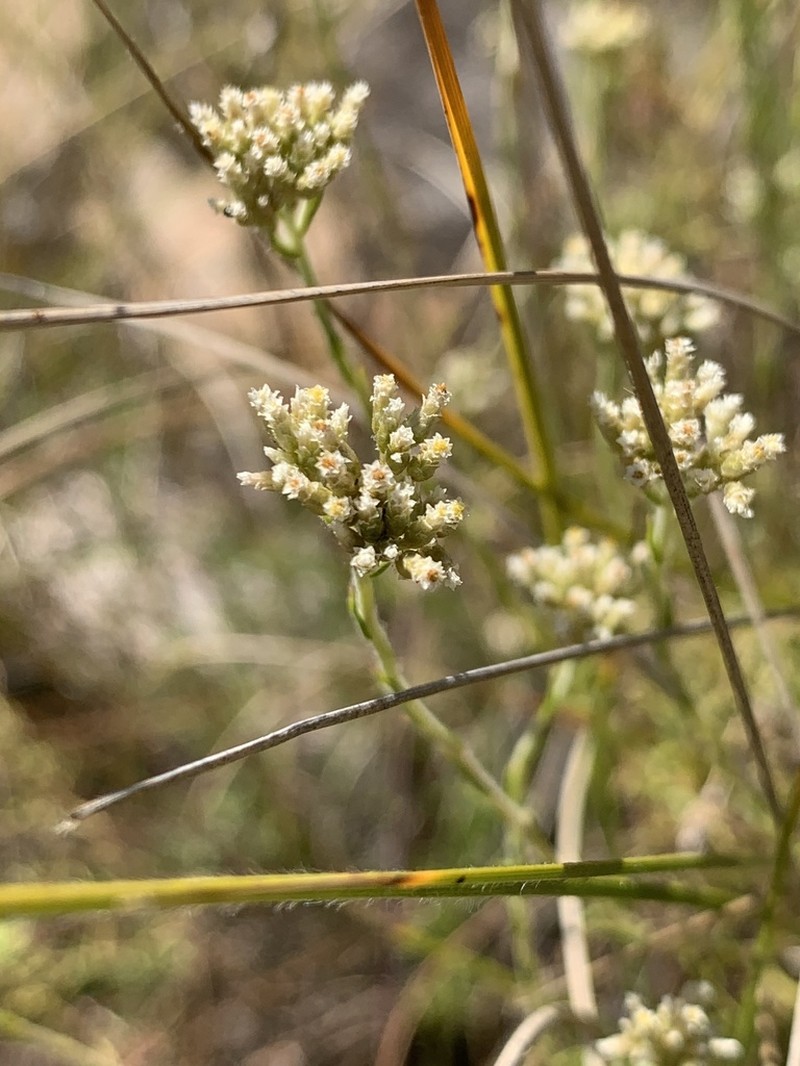 Helichrysum polycladum photo 7