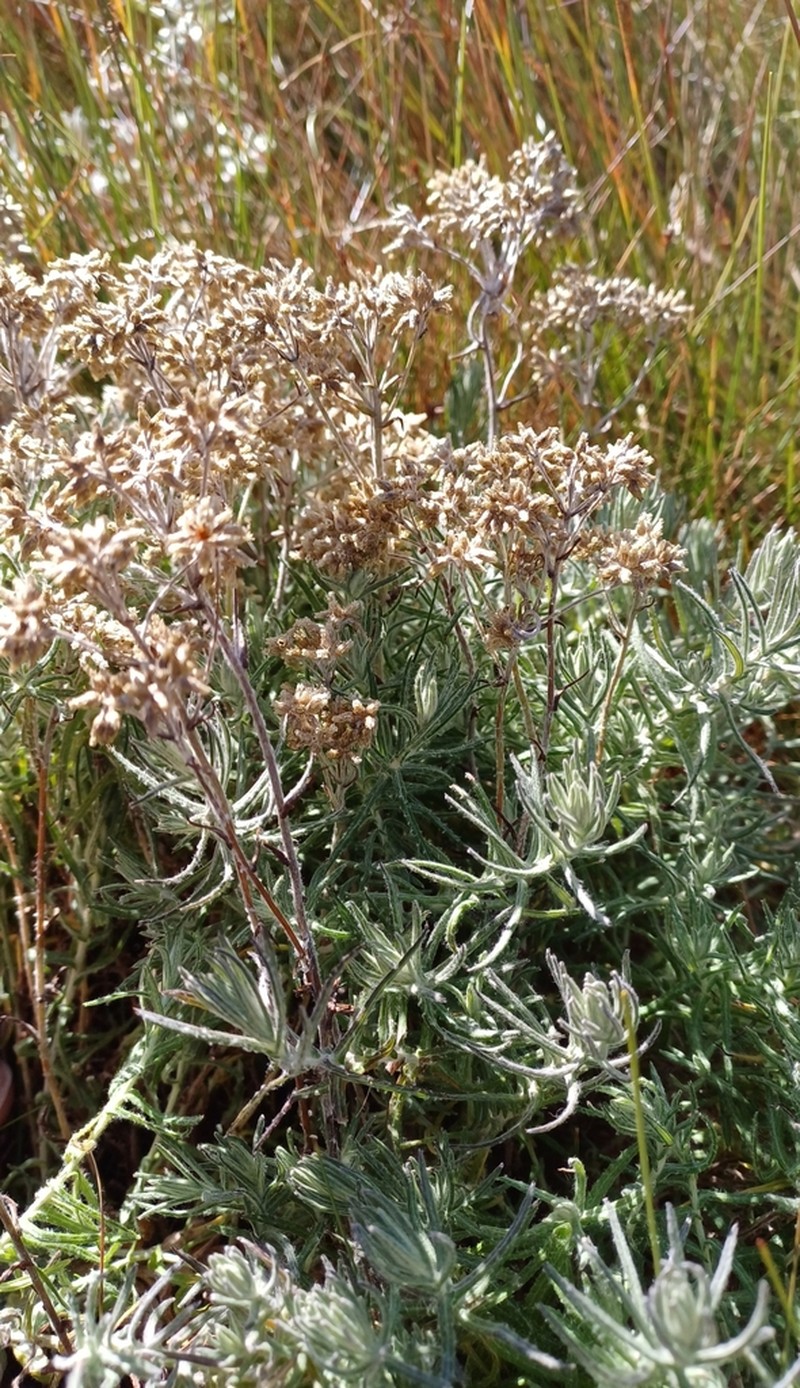 Helichrysum polycladum photo 8