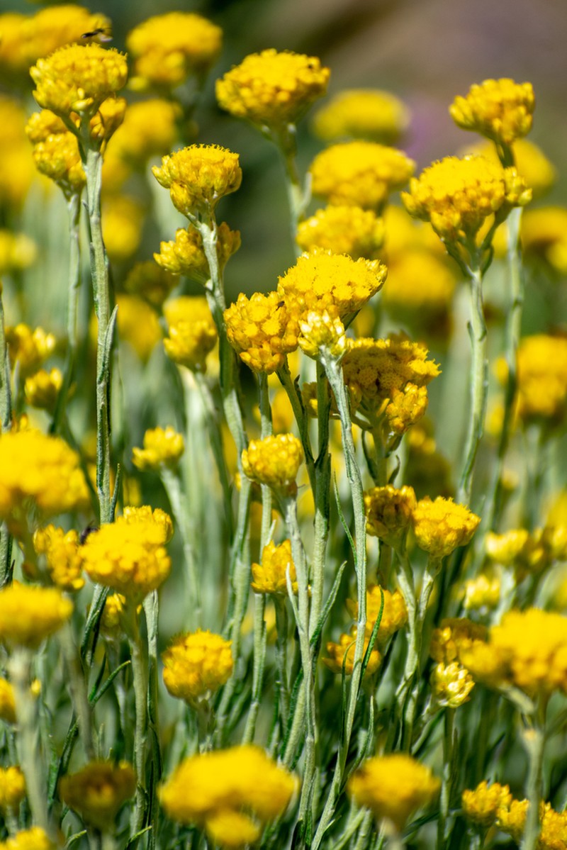 Helichrysum pomelianum