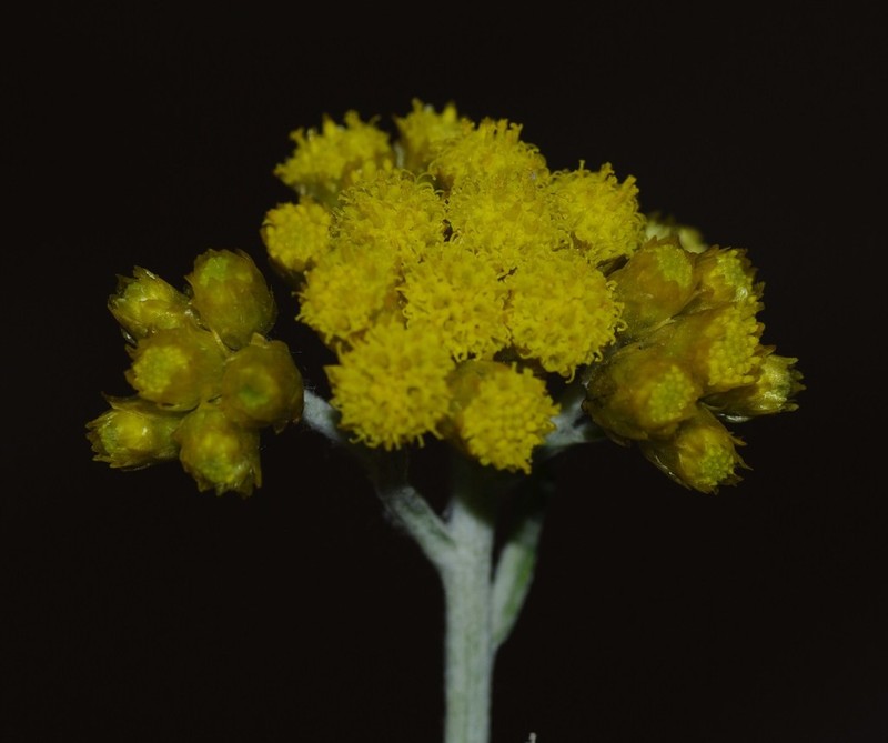 Helichrysum pomelianum photo 2