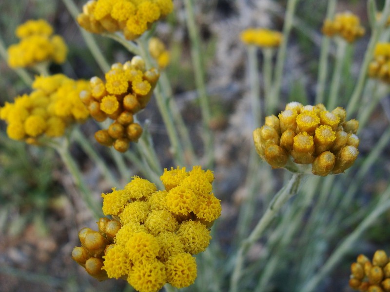 Helichrysum pomelianum photo 3