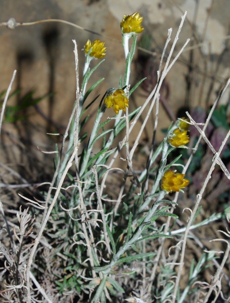 Helichrysum pomelianum photo 4