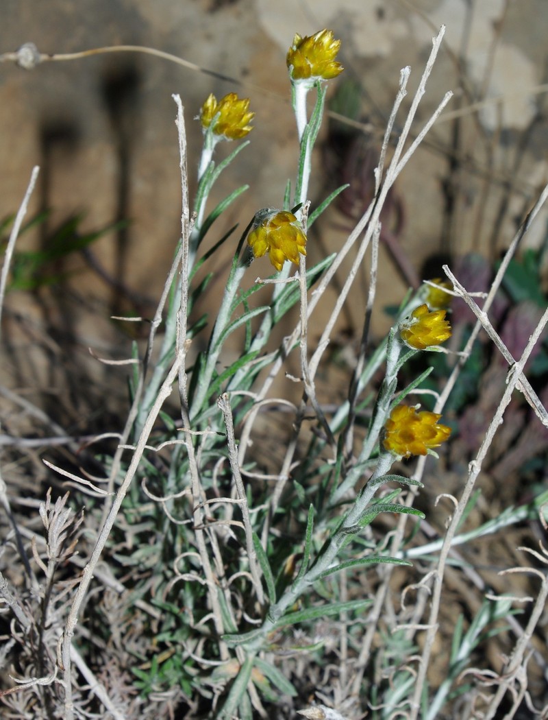 Helichrysum pomelianum photo 6